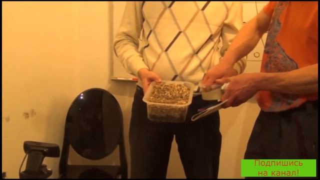 Посадка семян в грядки. Как сажать семена овощей.