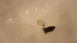 Хомяки дерутся, играются и скандалят. Забавное смешное видео.