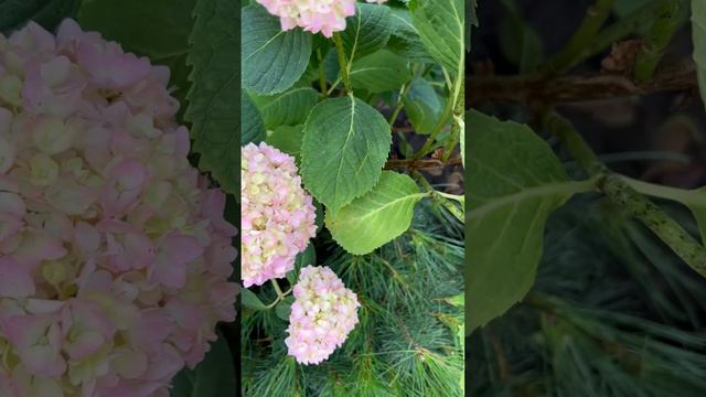 HYDRANGEA MACROPHYLLA “SITYLINE PARIS”. НАЧАЛО ЦВЕТЕНИЯ! #hydrangea #гортензия #гортензія