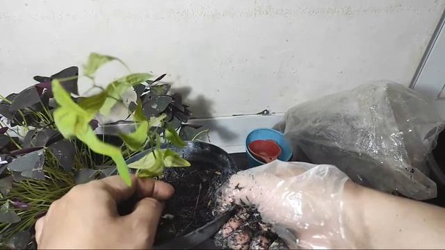 Cara Menanam Bunga Kupu2 Batik Dari Online Shop смотреть онлайн