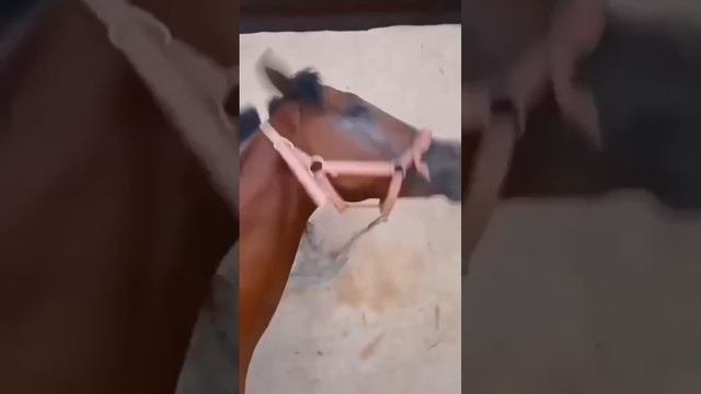 Подожгли яички. Подожгли яички