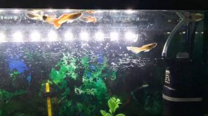 Мой аквариум 40 литров.