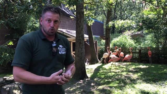 Animal Adventures with Jordan: Flamingos смотреть онлайн