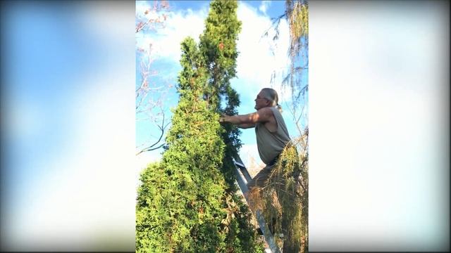 How to Downsize a Cedar (Thuja occidentalis) смотреть онлайн