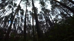 ЛОВИМ МАНЬЯКА В ЛЕСУ! МАНЬЯК ПЫТАЛСЯ ПОХИТИТЬ ШКОЛЬНИЦУ!