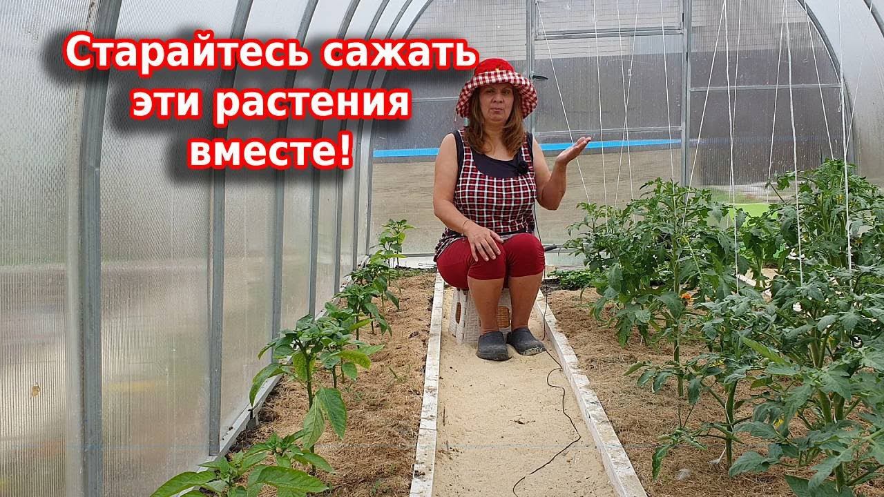 Старайтесь сажать эти растения вместе: комбинированные посадки выручают друг друга