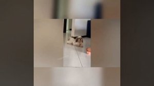 УЛЁТНЫЕ ВИДЕО ПРО КОТОВ И СОБАК 2022 . НОВАЯ ПОДБОРКА ВИДЕОПРИКОЛОВ ПРО ЖИВОТНЫХ 2022