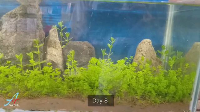 Guppy Planted Tank | Low Tech Setup for Beginners смотреть онлайн