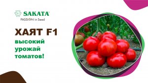Томат Хаят, высокий ранний урожай ярко-красных плодов! #семенатоматов #семенатоматпомидор #саката