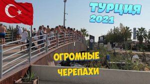 Турция 2021 ?? | Seher Resort & Spa 5* | ГИГАНТСКИЕ ЧЕРЕПАХИ ? | Место, ГДЕ со всех сторон МОРЕ