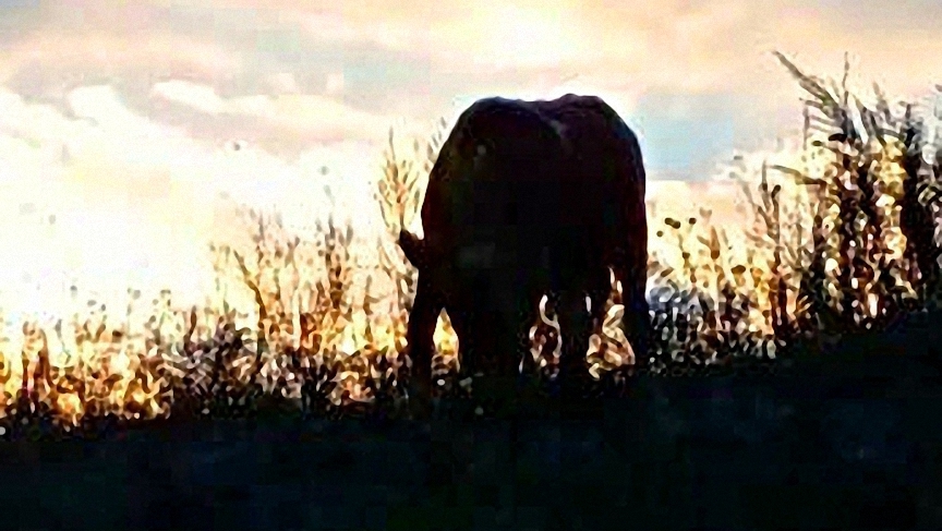 Лето-2022. Берег Волги. Бык и корова смотреть онлайн