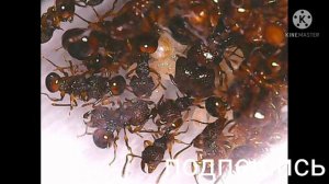 муравьи гномы(нарезка)
