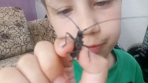 Жук усач (langecorn beetle) ИНТЕРЕСНОЕ.