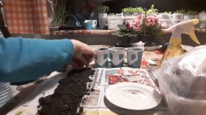 ДОРОТЕАНТУС или ХРУСТАЛЬНАЯ РОМАШКА!!! сеем на рассаду.