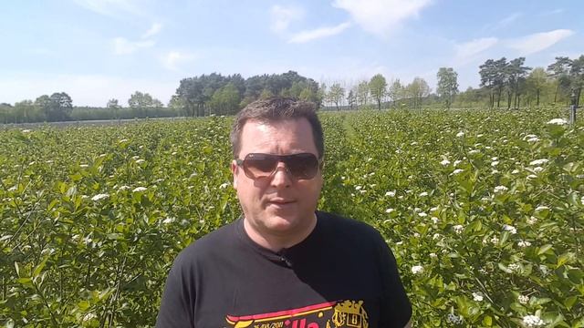 Aronia Pflanzen ertragreichste Pflanzen Aronia Nero mit vielen Früchten смотреть онлайн