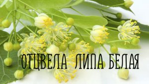 ОТЦВЕЛА ЛИПА БЕЛАЯ (Почему же ты замужем) / Разбор на гармони по цифрам