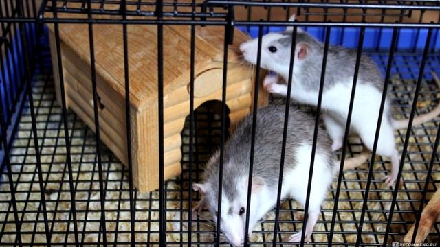 Где купить крысу? Покупка крысы в зоомагазине и не только