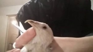 Подрезаем клювы перепелам, как и зачем это делать.