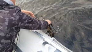 Поймал крокодила в подмосковном пруду