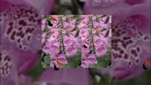 Самые ядовитые цветы и опасные цветы. Наперстянка