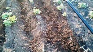 Выращивание картошки от А до Я двойное окучивание картошки.