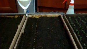 Когда и как сеять помидоры на рассаду