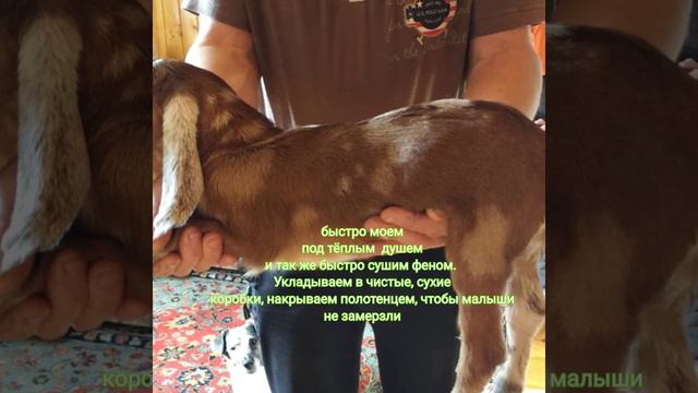 Как оздоровить хозяйство от вируса АЭК