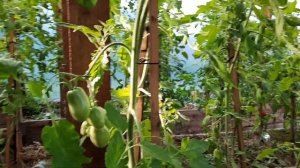 Томат Банан оранжевый.