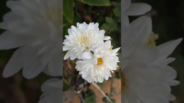 Flowers 00023 - chrysanthemum - Chrysanthemum x morifolium