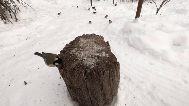 Почему птицы клюют стены домов? смотреть онлайн