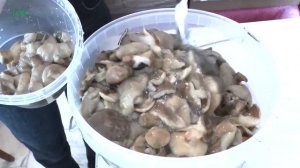 Ярмарка «От ягод до грибов» снова в Таганроге