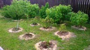 КРАСИВЫЕ КЛУМБЫ НА ДАЧЕ