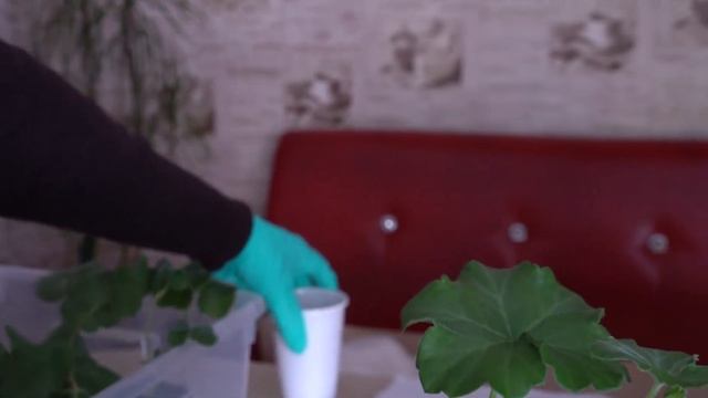 Пеларгония. Полезные свойства пеларгонии. Первый опыт. Как черенкуюПеларгонию. смотреть онлайн
