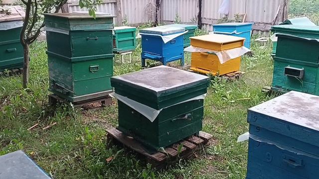 июнь, липа сюрпризы природы