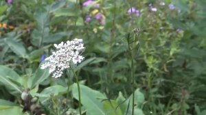 TTTT - TEA TIME TUESDAY TOUR - PERENNIAL COTTAGE GARDEN & VEGGIES & HERBS