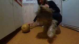 Vlog Dog: Я ржал пол часа. Собака лает йоркширский терьер. Йорк мистер Бакс