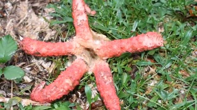 Clathrus archeri (Mouriz - Paredes) смотреть онлайн