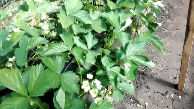 Клубника в закрытом грунте на 2 мая