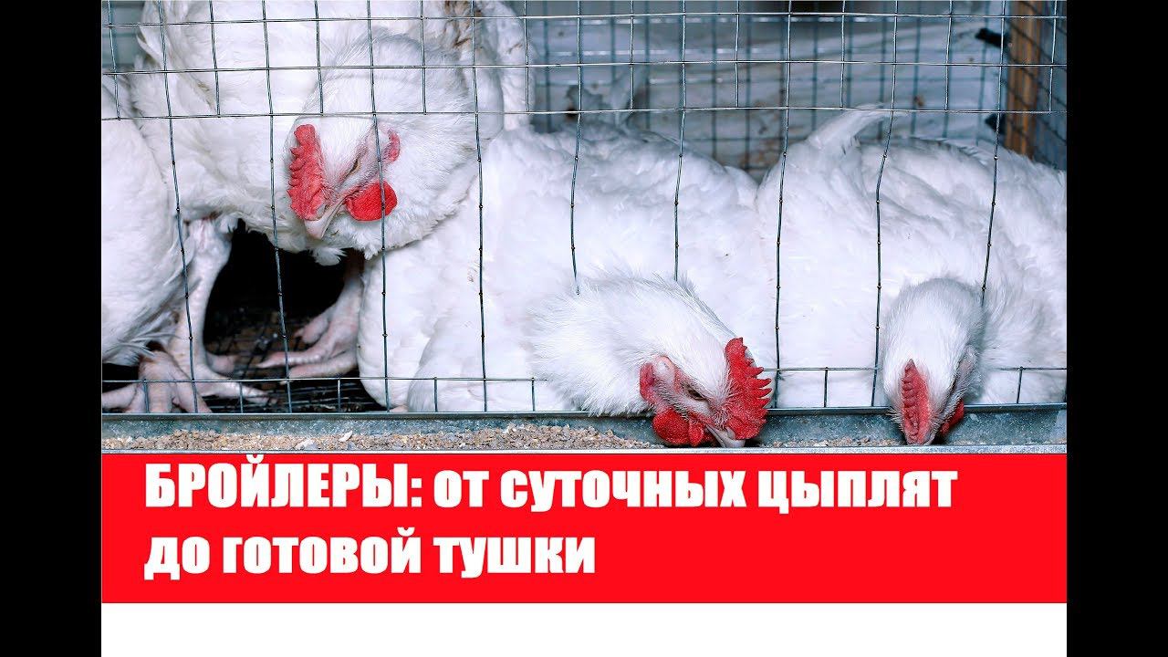 БРОЙЛЕРЫ: от суточных цыплят до готовой тушки