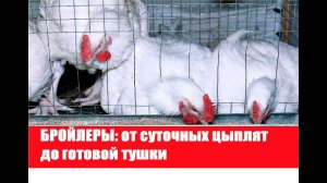 БРОЙЛЕРЫ: от суточных цыплят до готовой тушки