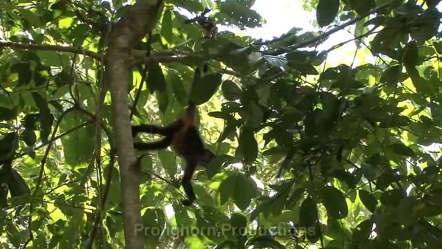 Corcovado National Park Stock Video Footage смотреть онлайн