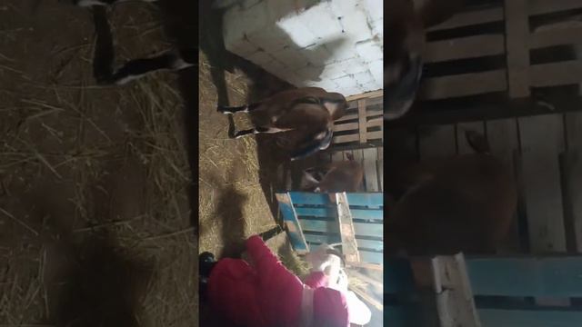 Коза прыгает на дочу смотреть онлайн