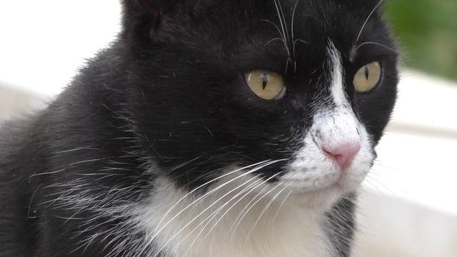 перекус под гипнозом турецкого кота))) смотреть онлайн