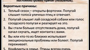 Причины излишней крикливости попугая. Почему попугай много кричит.