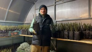 Андре Ле Норт или «французские духи»среди роз/ Обзор сорта