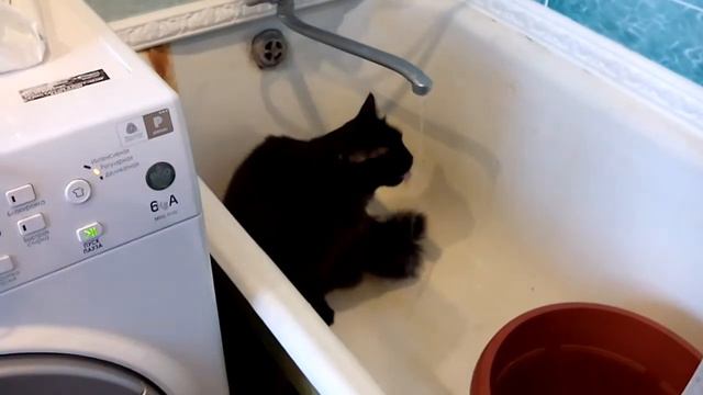 Черный кот пьет воду из под крана! смотреть онлайн