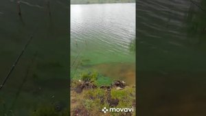 Рыбалка в подсопках 2020год. Подссопки. Рыбака в красноярске. Озеро подсопки. Рыбалка на карася.