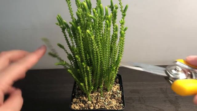 Обрізка красули. Перевалка у більший горщик (Crassula muscosa)