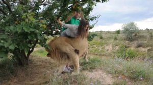 Девушка попала ко львам в Сафари и ей стало плохо !!!.The Girl Got Sick Surrounded by Lions