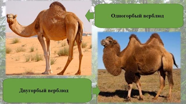 «Отчего и почему»: познавательно-игровая программа по сказкам Р. Киплинга смотреть онлайн